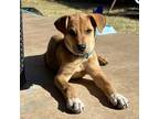 Adopt Kai a Rottweiler