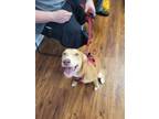 Adopt Sunny a Mixed Breed