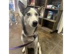 Adopt Khione a Siberian Husky