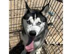 Adopt Patsy a Husky