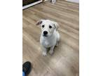 Adopt Mary Mac & Cheese a Great Pyrenees, Husky