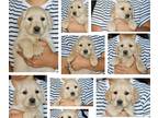 Golden Retriever PUPPY FOR SALE ADN-820253 - AKC Golden Retriever Puppies