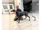 Doberman Pinscher PUPPY FOR SALE ADN-820254 - Black and Red Doberman Puppy