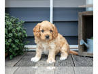 Cavapoo PUPPY FOR SALE ADN-820332 - Lovable Cavapoo Puppies