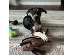 Adopt Willow a German Shorthaired Pointer, Mixed Breed