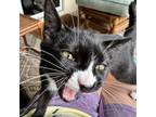 Adopt Midnight a Domestic Short Hair