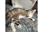 Adopt Katie a Domestic Medium Hair