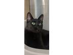 Adopt Snow a Domestic Short Hair