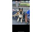 Adopt Cleo a German Shepherd Dog