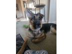Adopt Ripley a German Shepherd Dog
