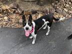 Adopt Sprinkles a Australian Cattle Dog / Blue Heeler