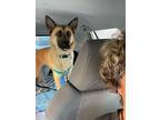 Adopt Sheba a German Shepherd Dog