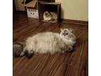 Adopt Lola a Himalayan