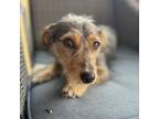 Adopt Dixie a Yorkshire Terrier, Mixed Breed