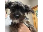 Adopt Belle a Yorkshire Terrier, Dachshund