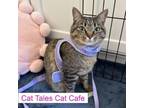 Adopt Cobbler a Domestic Short Hair