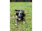 Adopt Summer a Catahoula Leopard Dog, Australian Shepherd