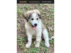 Adopt Snowflake a Great Pyrenees, Border Collie
