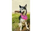 Adopt Winter a Siberian Husky