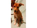 Adopt Snickers a Rat Terrier