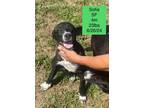 Adopt Sofia a Labrador Retriever, Black Mouth Cur