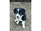 Adopt Pearl a Great Pyrenees, Border Collie