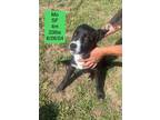 Adopt Mo a Labrador Retriever, Black Mouth Cur