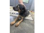 Adopt T810 a Australian Cattle Dog / Blue Heeler