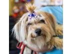 Adopt Cathy The Great a Shih Tzu