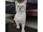 Adopt Mobey a Siamese