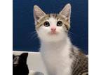 Adopt Butterscotch a Domestic Short Hair