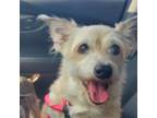 Adopt Minnie a Cardigan Welsh Corgi, Wire Fox Terrier
