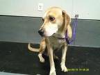 Adopt Lady a Labrador Retriever
