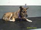 Adopt Rose a German Shepherd Dog