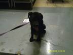 Adopt Gracie a Labrador Retriever, Pit Bull Terrier
