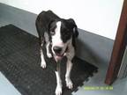 Adopt Willow a Great Dane