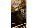 Adopt Sasha a Domestic Short Hair, Calico