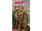 Adopt Scarlett a Tabby