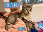 Adopt Tawny a Domestic Short Hair, Tabby