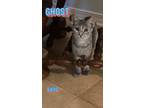 Adopt Ghost a Domestic Short Hair, Calico