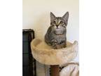 Adopt Bergamot a Tabby