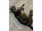 Adopt Paisley a Tabby