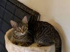 Adopt Noodles a Tabby