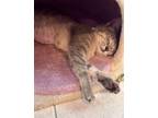Adopt Ashley a Domestic Short Hair
