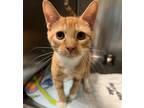 Adopt Peter Cook a Domestic Short Hair