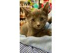 Adopt Kurt Russell (Petco) a Domestic Short Hair
