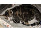Adopt Big Boy a Domestic Short Hair