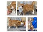 Adopt 19689- Cat 4 Bo a Domestic Medium Hair