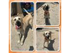 Adopt 19754 a Anatolian Shepherd