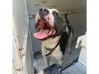 Adopt Petey a Pit Bull Terrier
